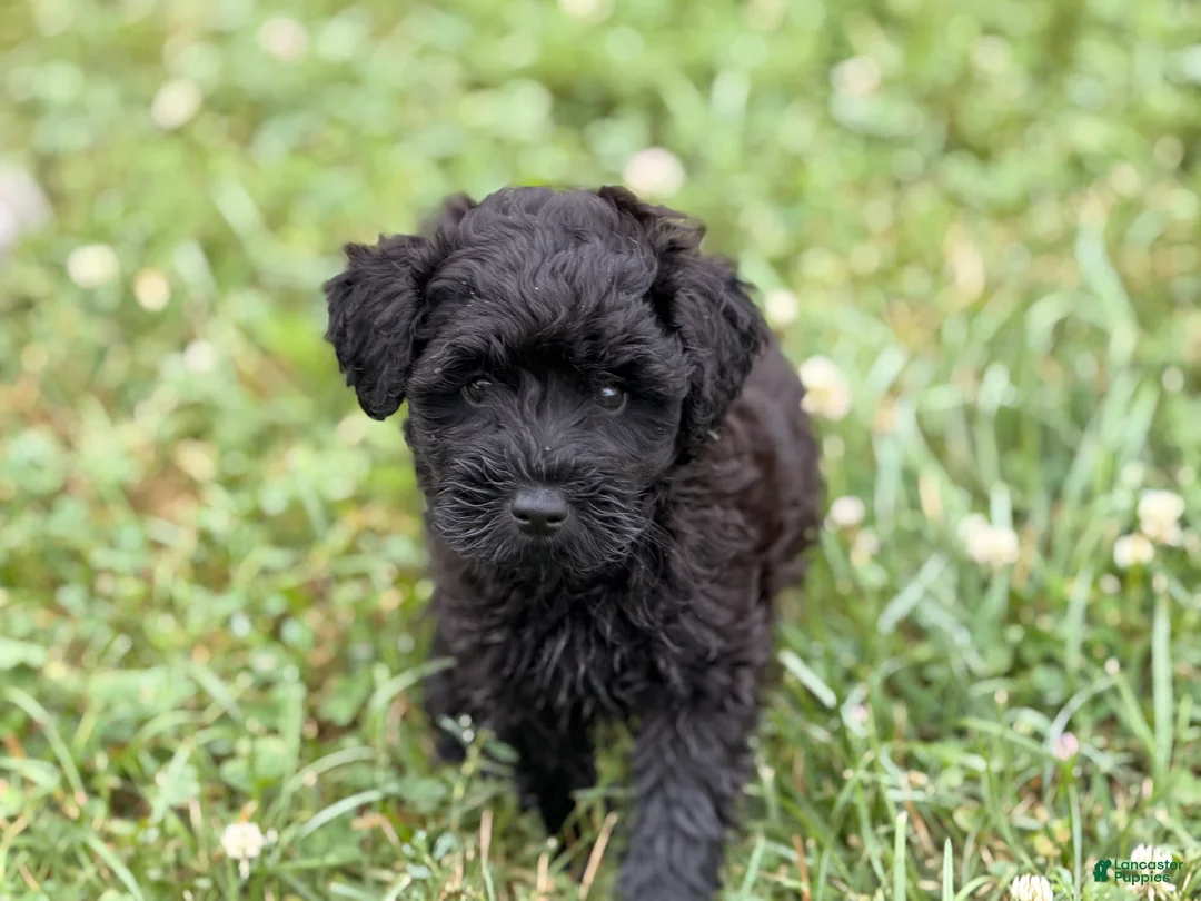 Schnoodle dogs for sale: Mike - Ad 1