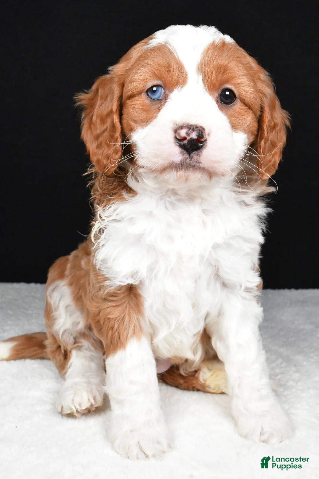 Mini Goldendoodle dogs for sale: Bennett - Ad 4