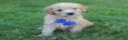 Mini Goldendoodle dogs for sale: Milo 💎 - Ad 4