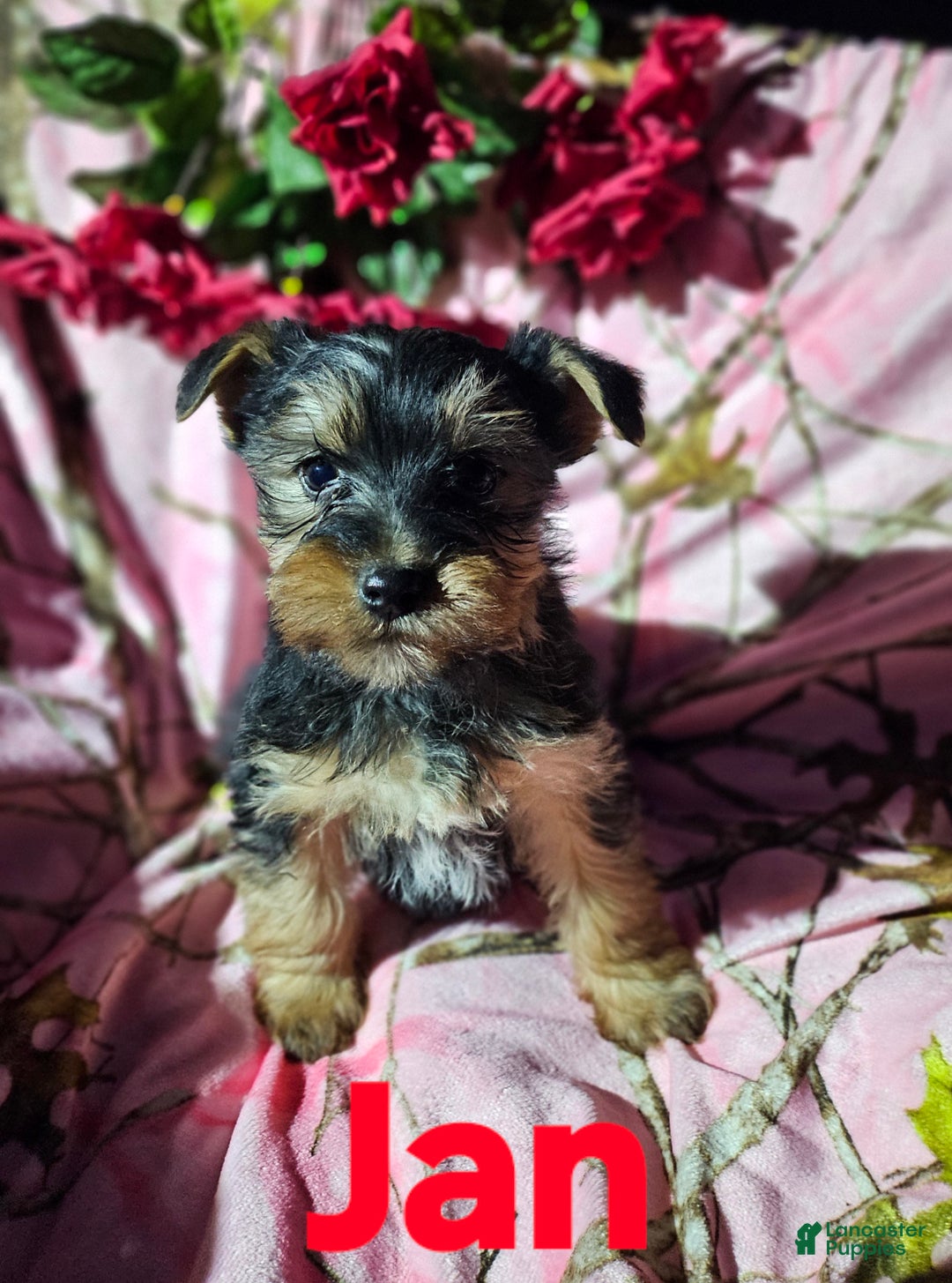 Morkie dogs for sale: Jan - Ad 7