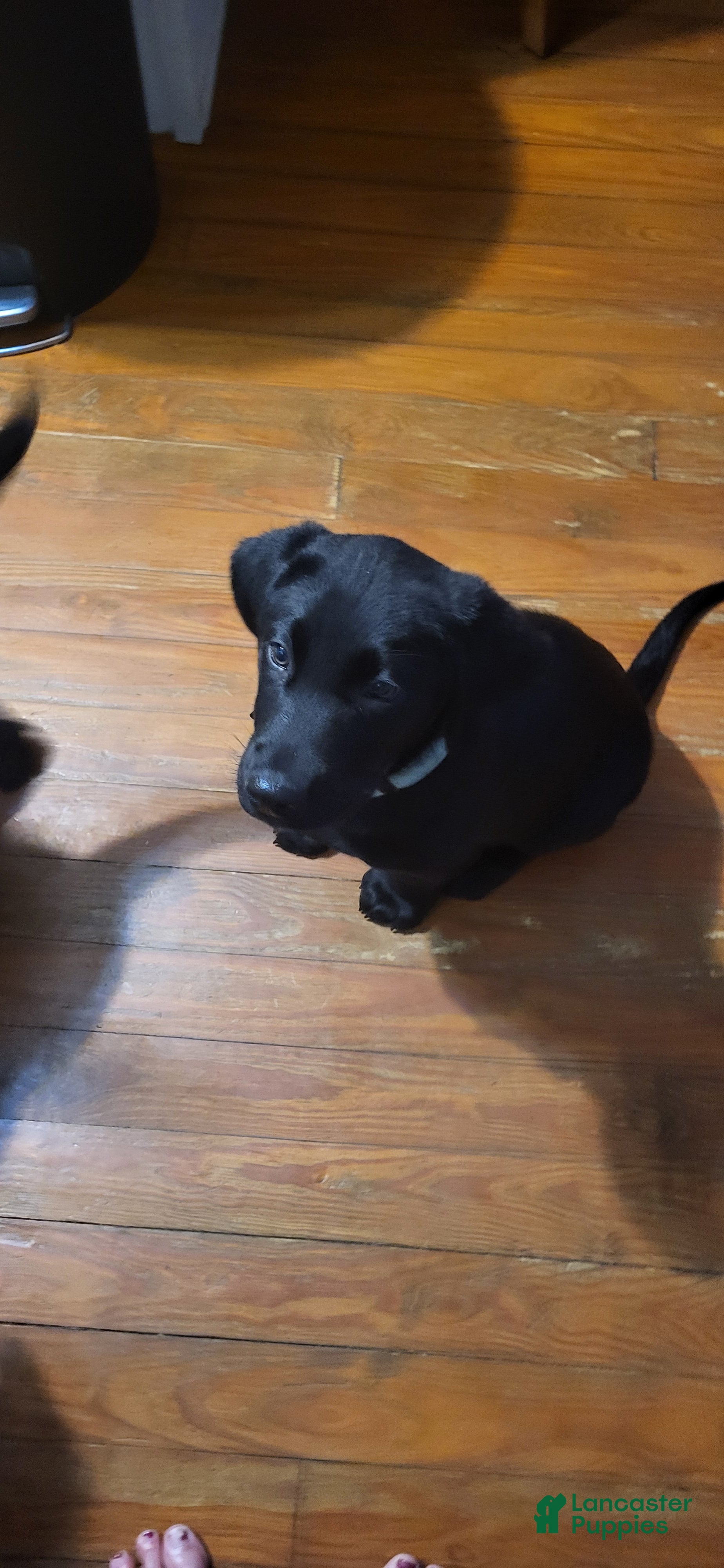 Goldador dogs Goldador Puppy 5 Green - Ad 2