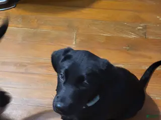 Goldador dogs Goldador Puppy 5 Green - Ad 12