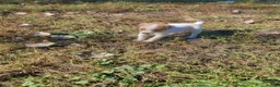 Jack Russell Terrier dogs for sale: Jack Russell Terrier 7 - Ad 3