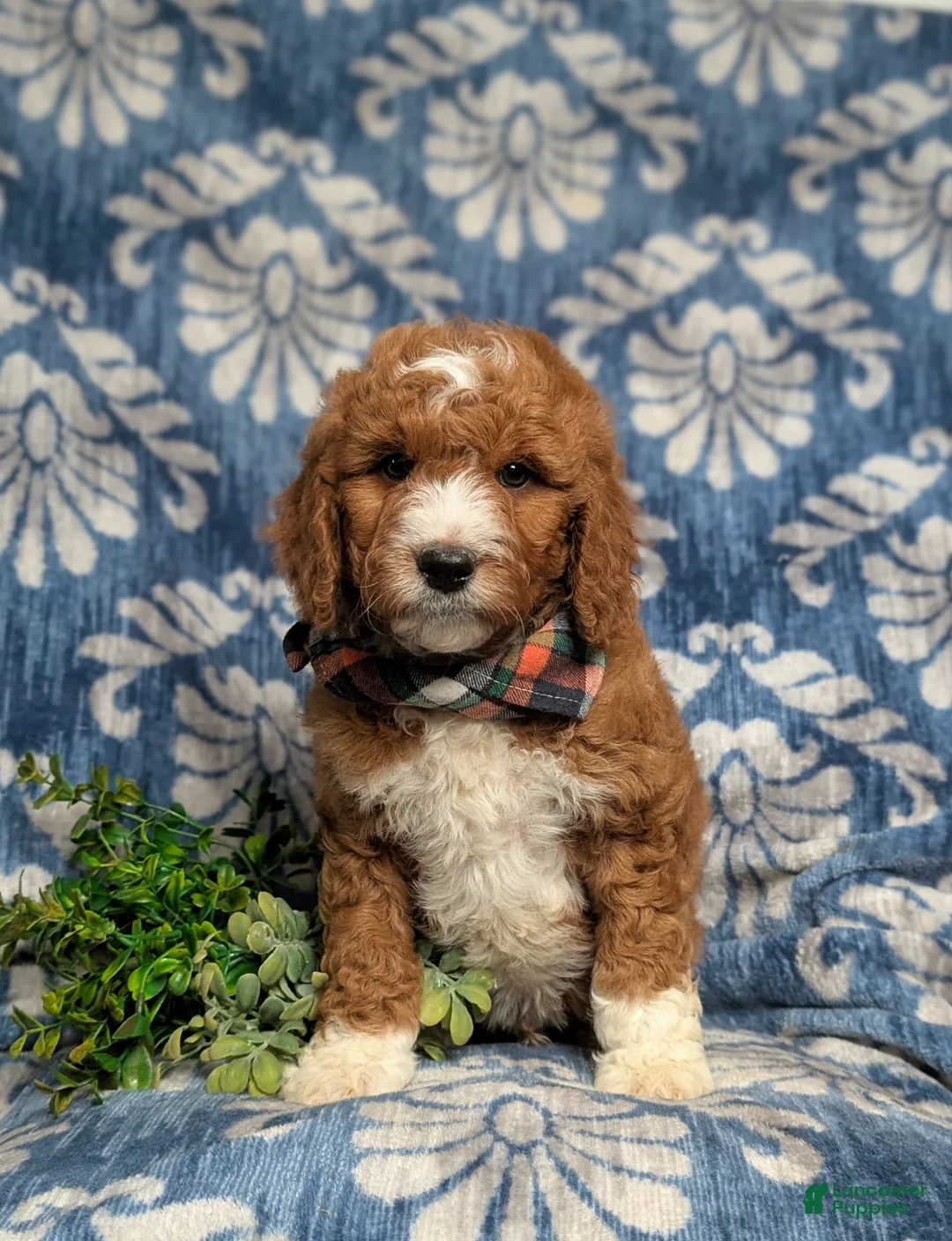 Goldendoodle dogs for sale: Favio Hypoallergenic - Ad 2