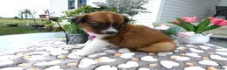 Mixed Breed dogs for sale: Mixed Breed 3 Dana - Ad 3