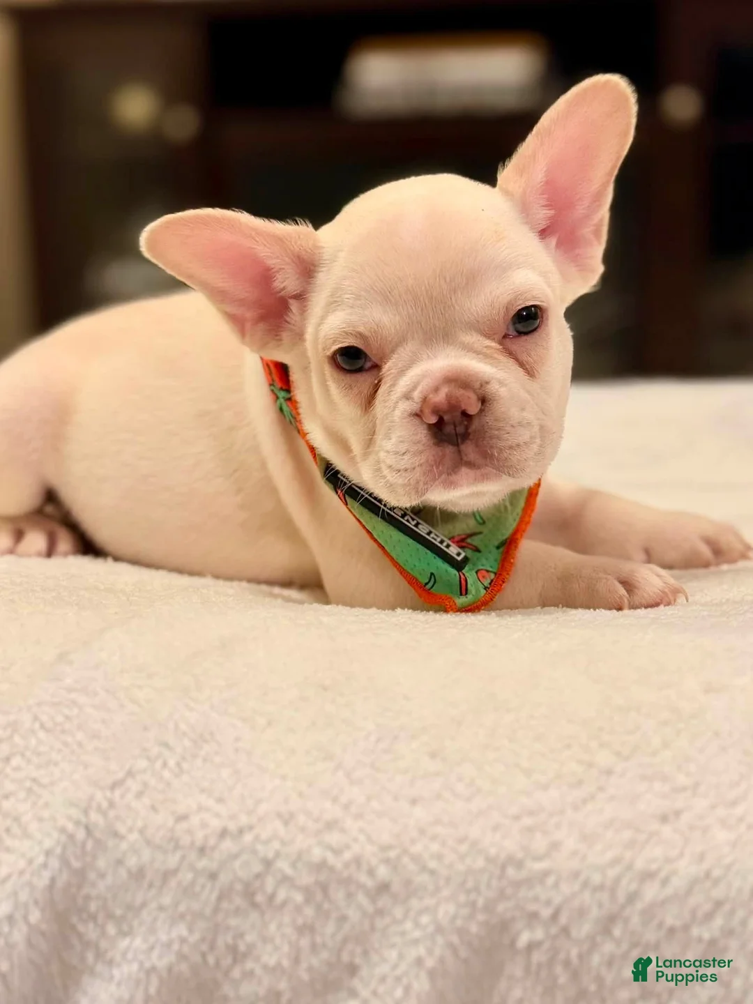 French Bulldog dogs for sale: 4 - Lilac Cream Male - Ad 2