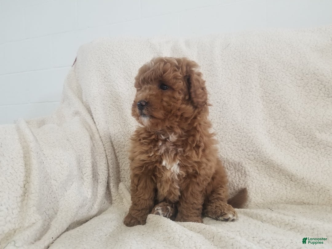 Mini Goldendoodle dogs for sale: Mini Goldendoodle Puppy 4 - Ad 2