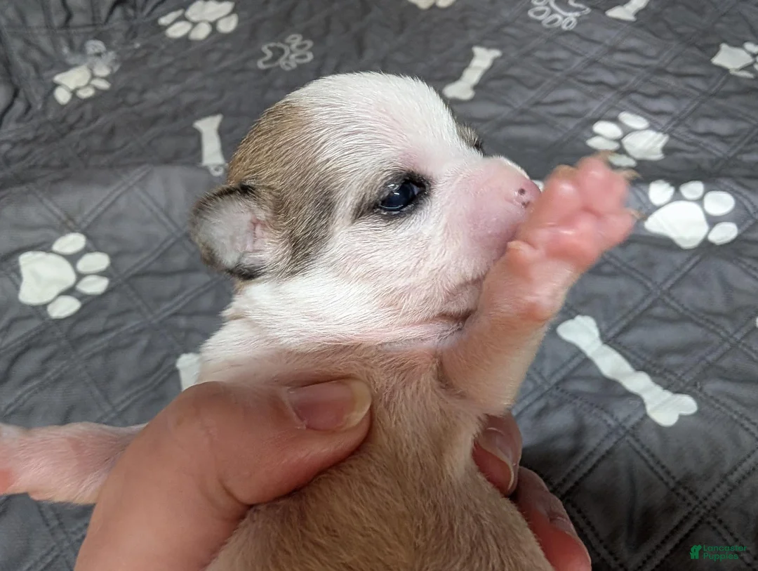 Chihuahua dogs for sale: Annie - Ad 2