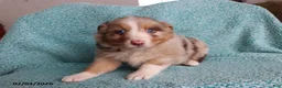 Australian Shepherd dogs for sale: Sugar - Ad 3