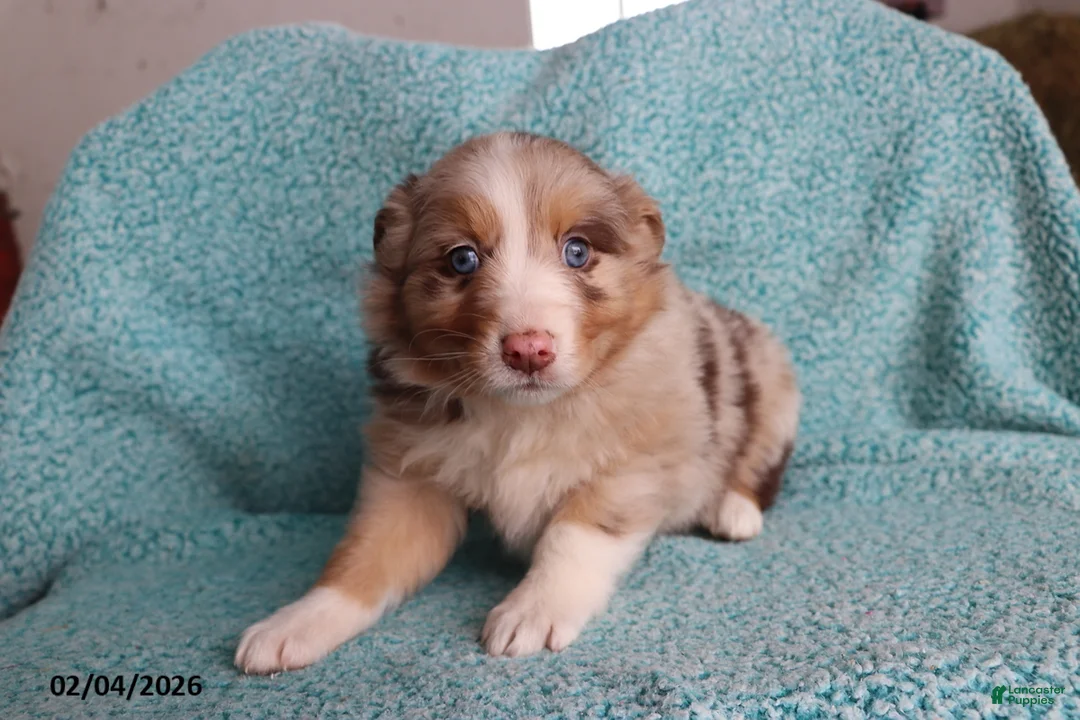 Australian Shepherd dogs for sale: Sugar - Ad 3