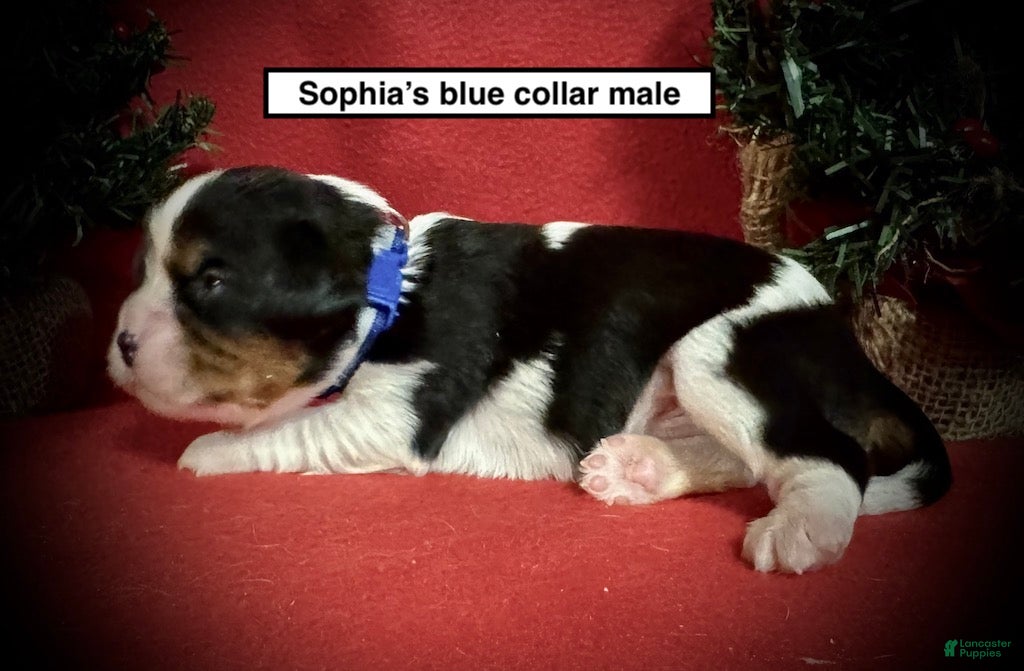 Cavalier King Charles Spaniel dogs Cavalier King Charles Spaniel Puppy 2 - Ad 4