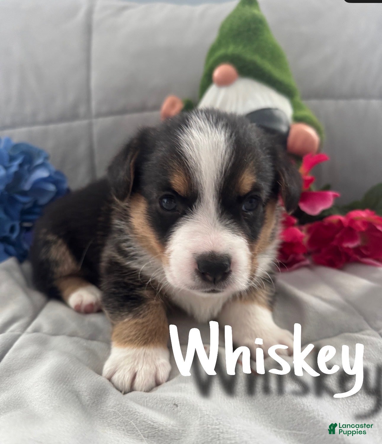 Welsh Corgi Pembroke dogs Whiskey - Ad 29