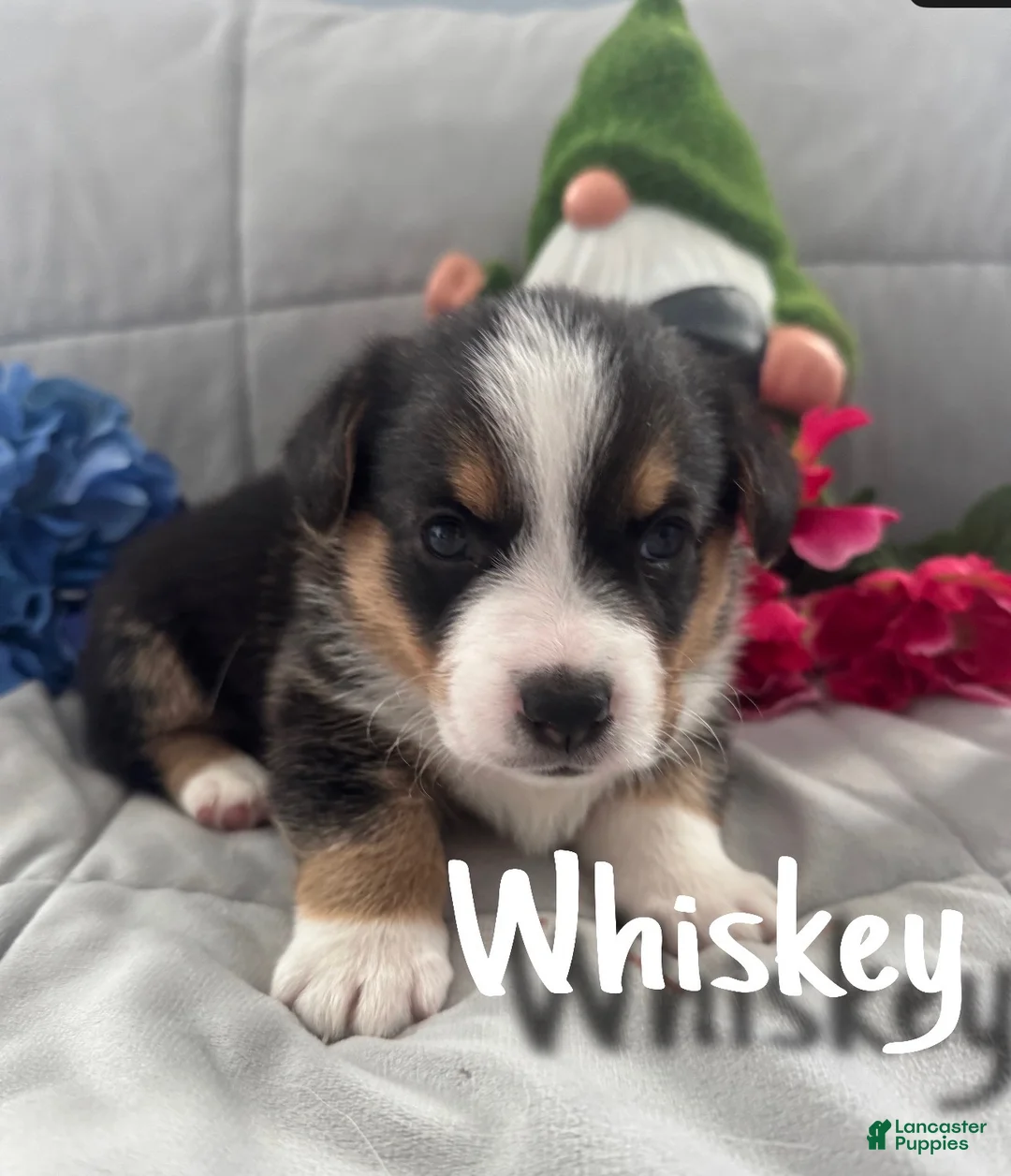 Welsh Corgi Pembroke dogs for sale: Whiskey - Ad 1