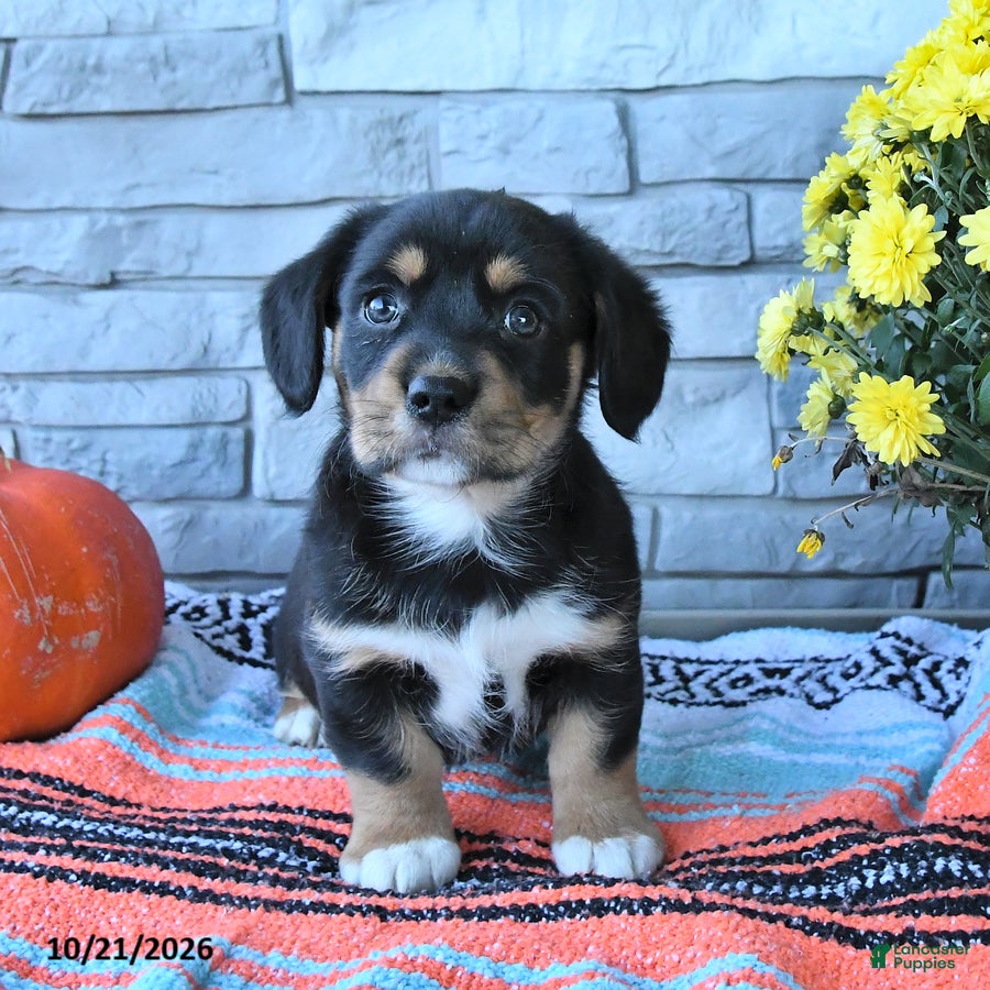 Mixed Breed dogs for sale: Stormy  - Ad 1