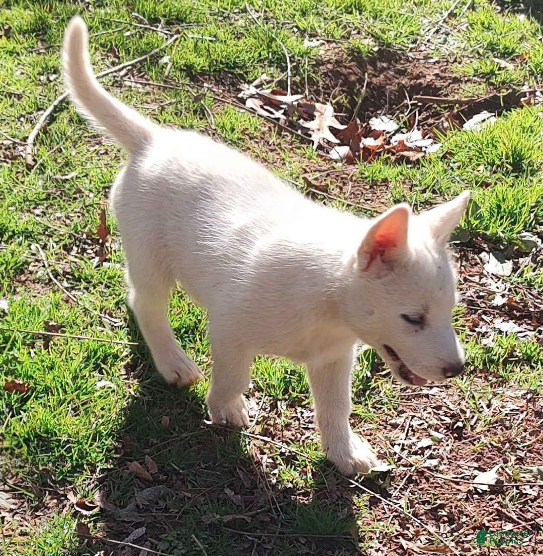 Siberian Husky dogs for sale: Siberian Husky Puppy 2 - Ad 4