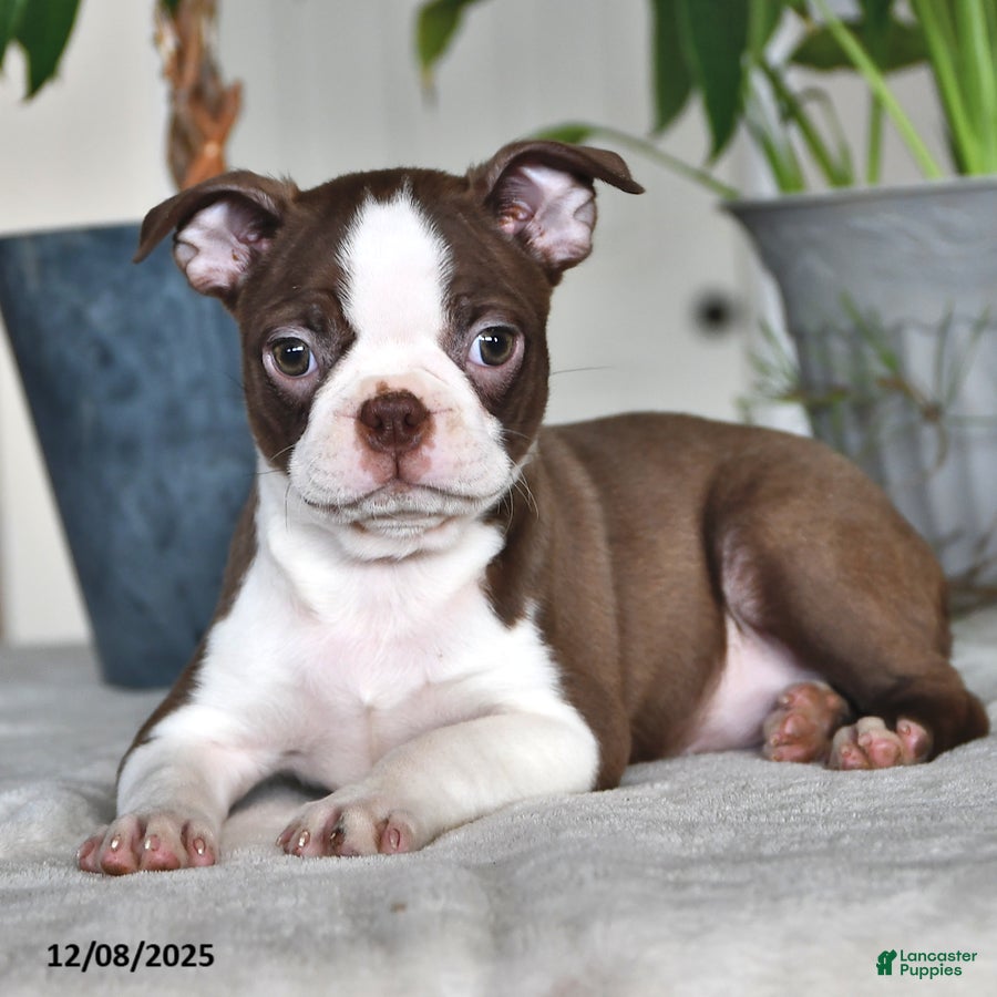 Boston Terrier dogs Regina - Ad 2
