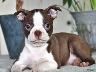 Boston Terrier dogs Regina - Ad 23