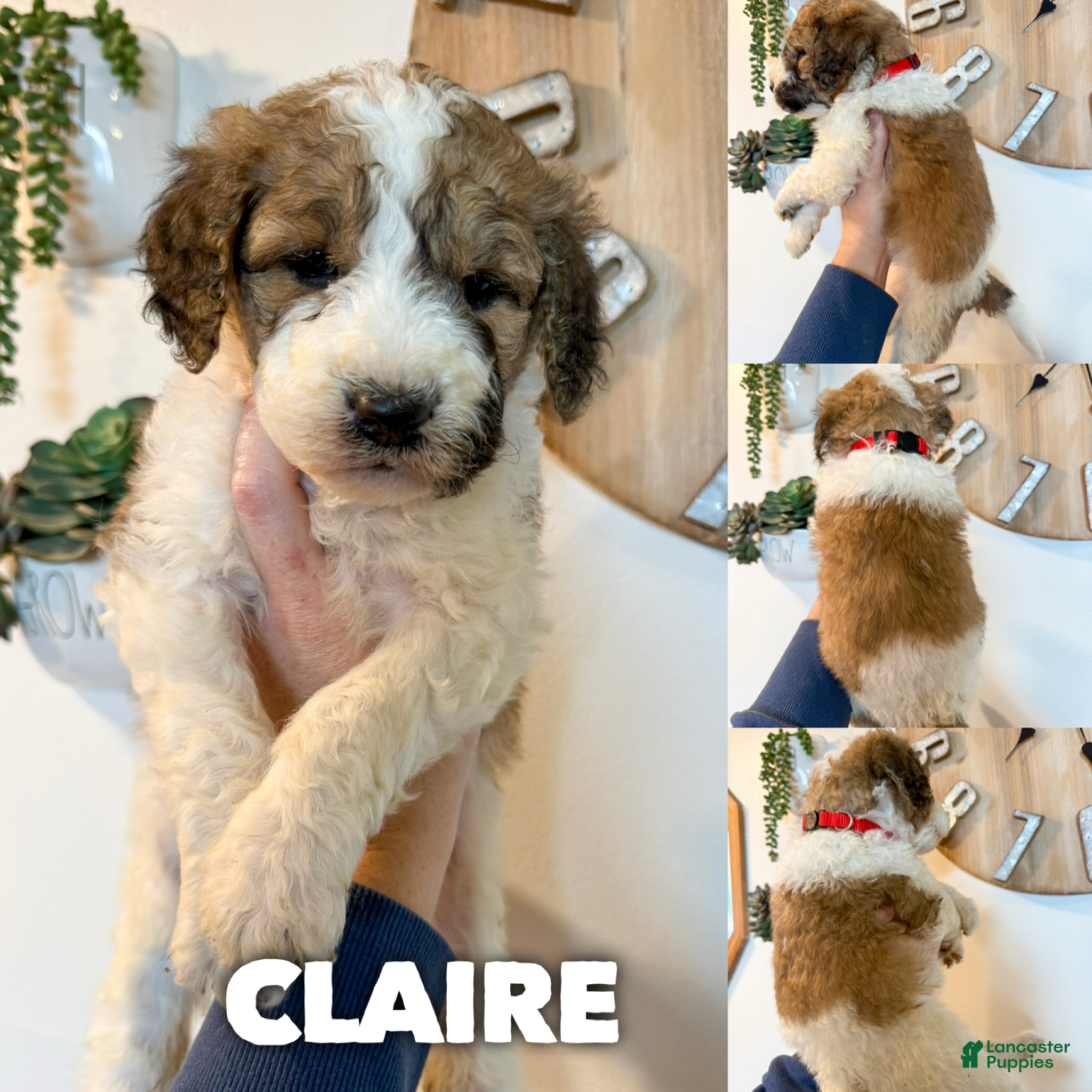 Saint Berdoodles dogs Claire - Standard F1b - Ad 1
