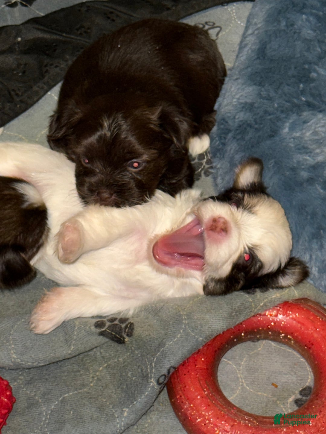 Yorkshire Terrier dogs for sale: Mozi - Ad 8