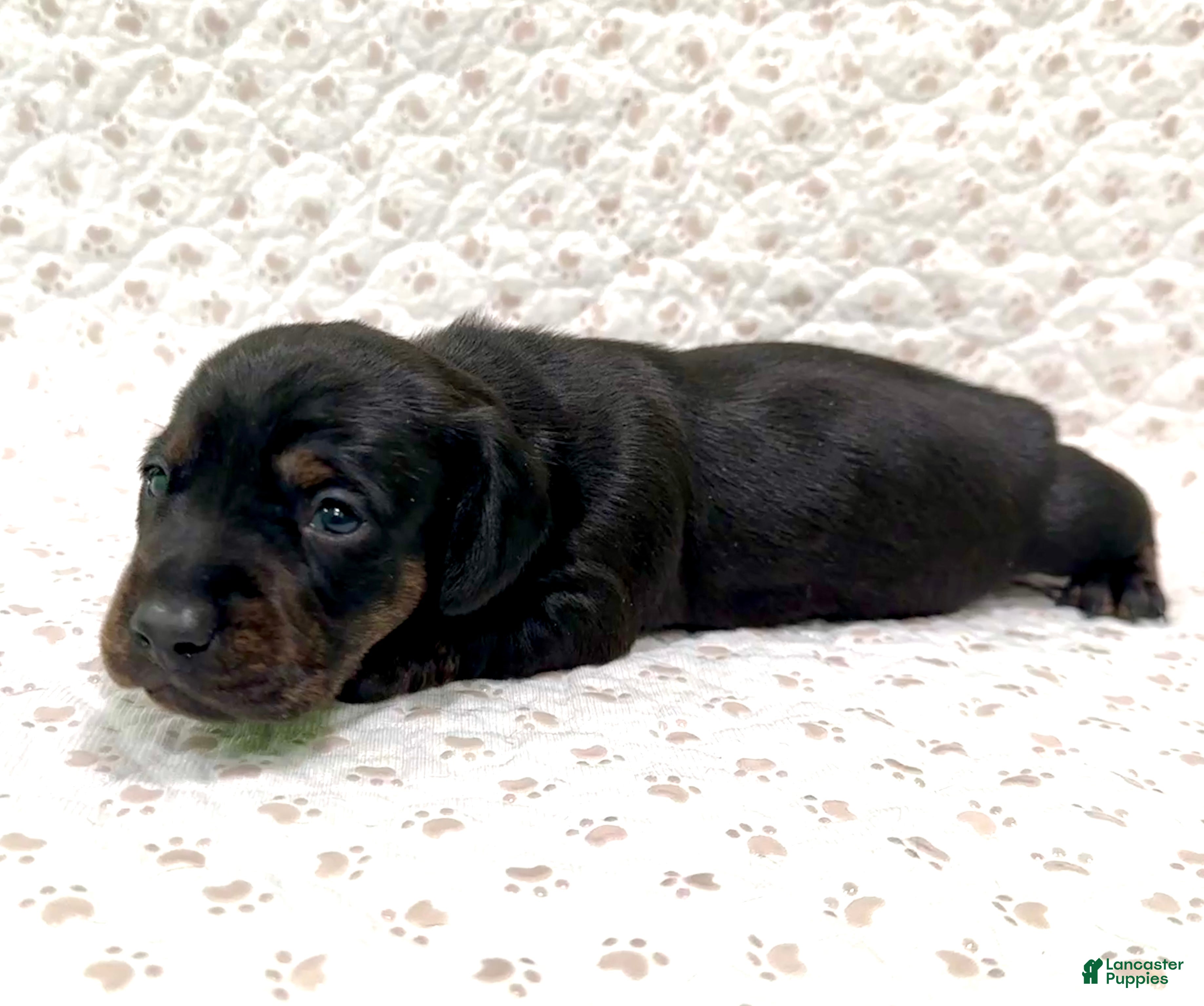Miniature Dachshund dogs Miniature Dachshund Minnie [DNA Proof] - Ad 3