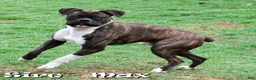 Boxer dogs for sale: Shadow - Ad 11
