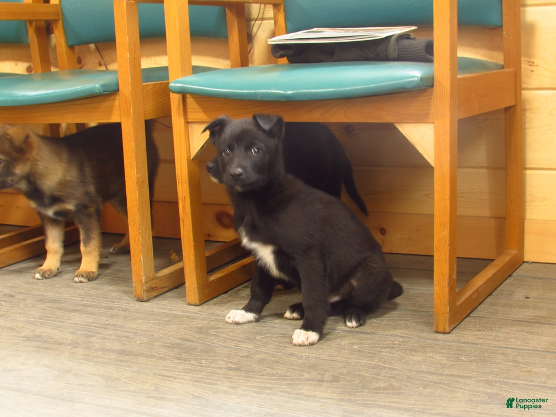 Mixed Breed dogs for sale: Dynasty - Ad 3