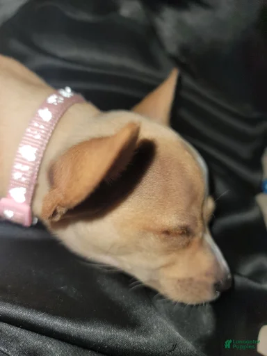 Gallery Image {{count}}