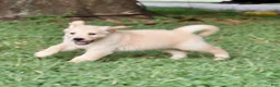 Golden Retriever dogs for sale: Pink Girl 4 - Ad 42