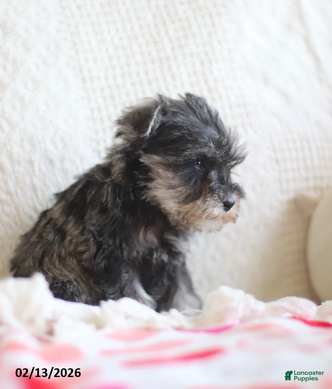Miniature Schnauzer dogs for sale: Sandy - Ad 5