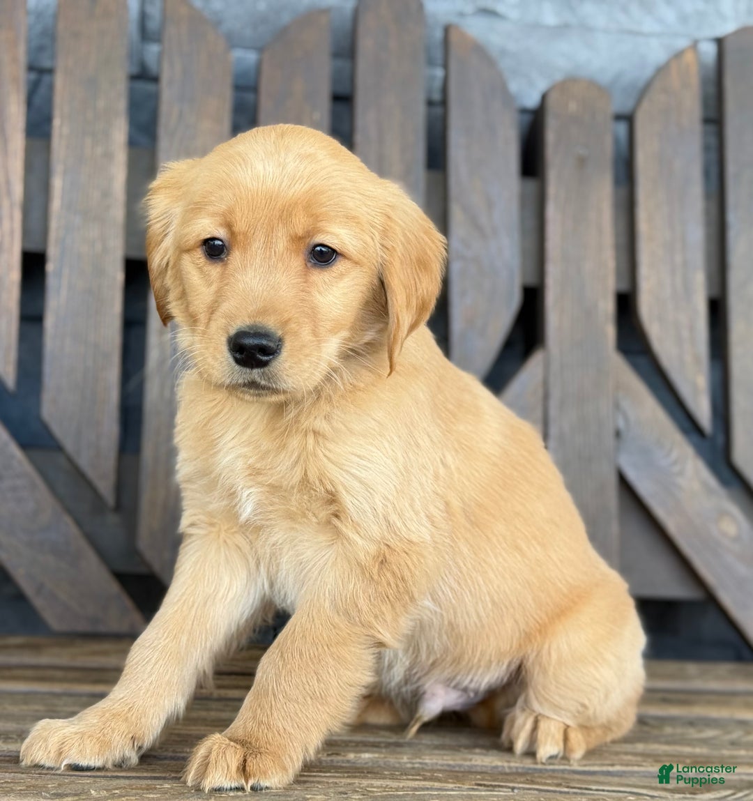 Golden Retriever dogs for sale: Harry - Ad 3