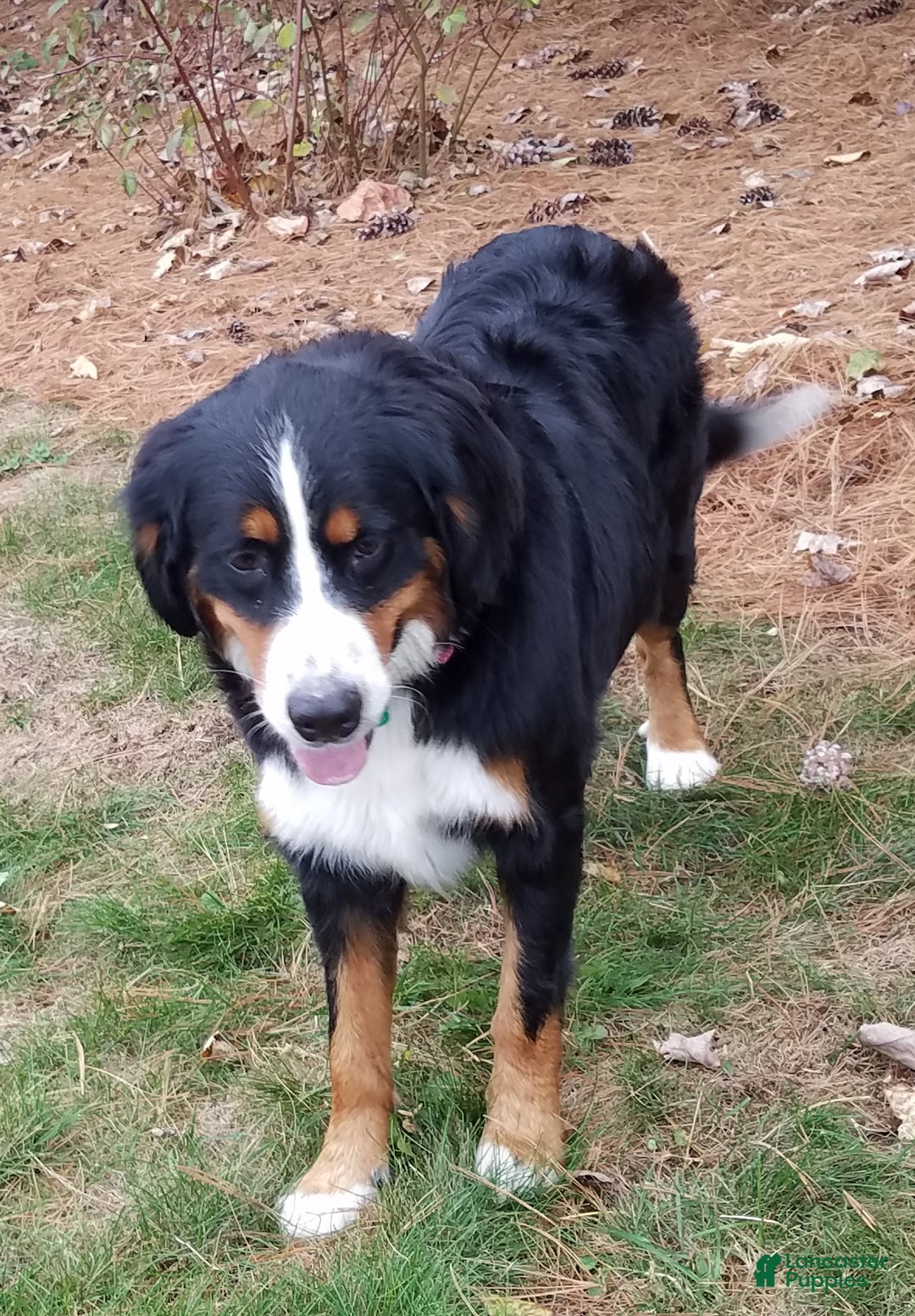 Mini Bernedoodle dogs for sale: Susie - Ad 9