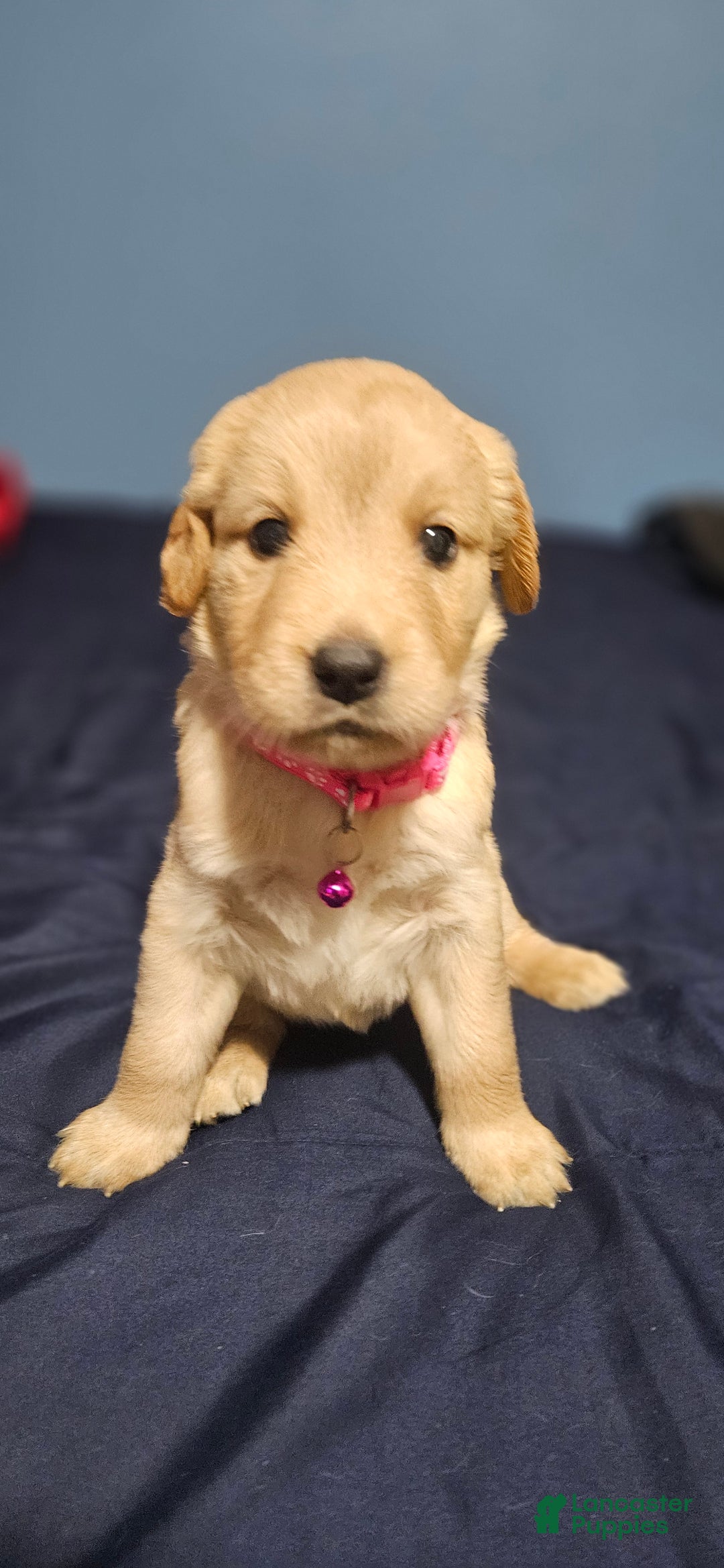 Golden Retriever dogs for sale: Pink - Ad 3