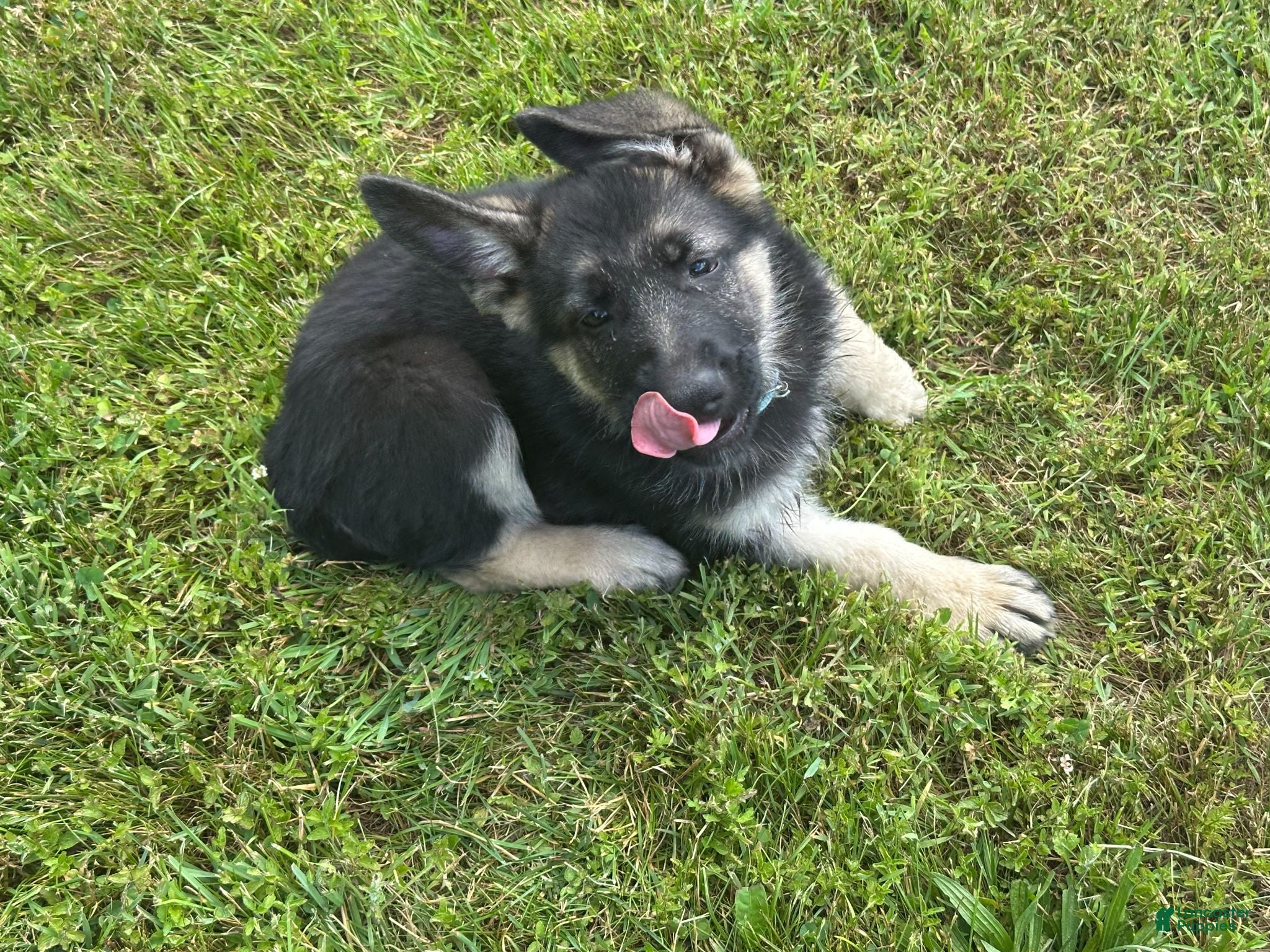 German Shepherd dogs German Shepherd 1 - Ad 1