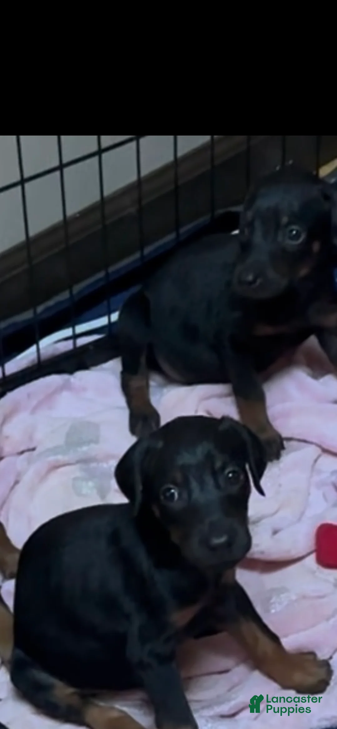 Doberman Pinscher dogs for sale: Doberman Pinscher 2 - Ad 2