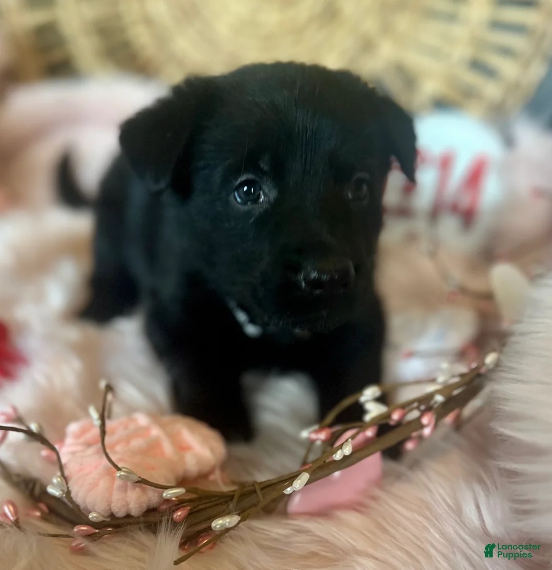 German Shepherd dogs for sale: Poppy  - Ad 15