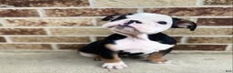 English Bulldog dogs for sale: Dali - Ad 4