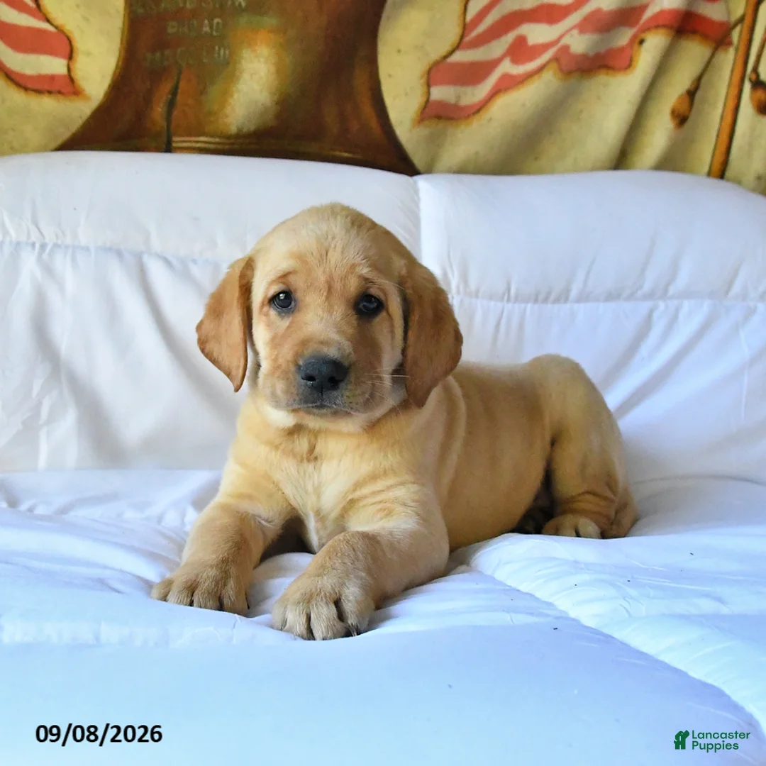 Labrador Retriever dogs for sale: Rover - Ad 2