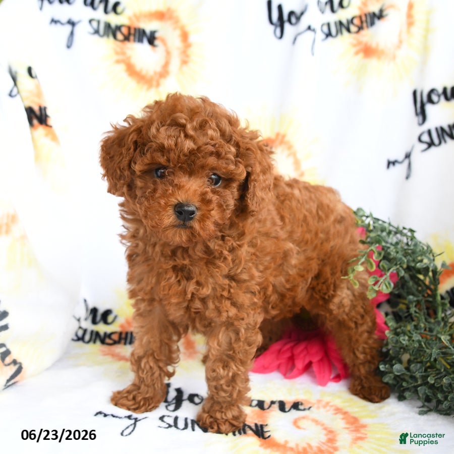 Toy Poodle dogs Carter - Ad 2