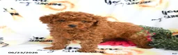 Toy Poodle dogs for sale: Carter - Ad 2