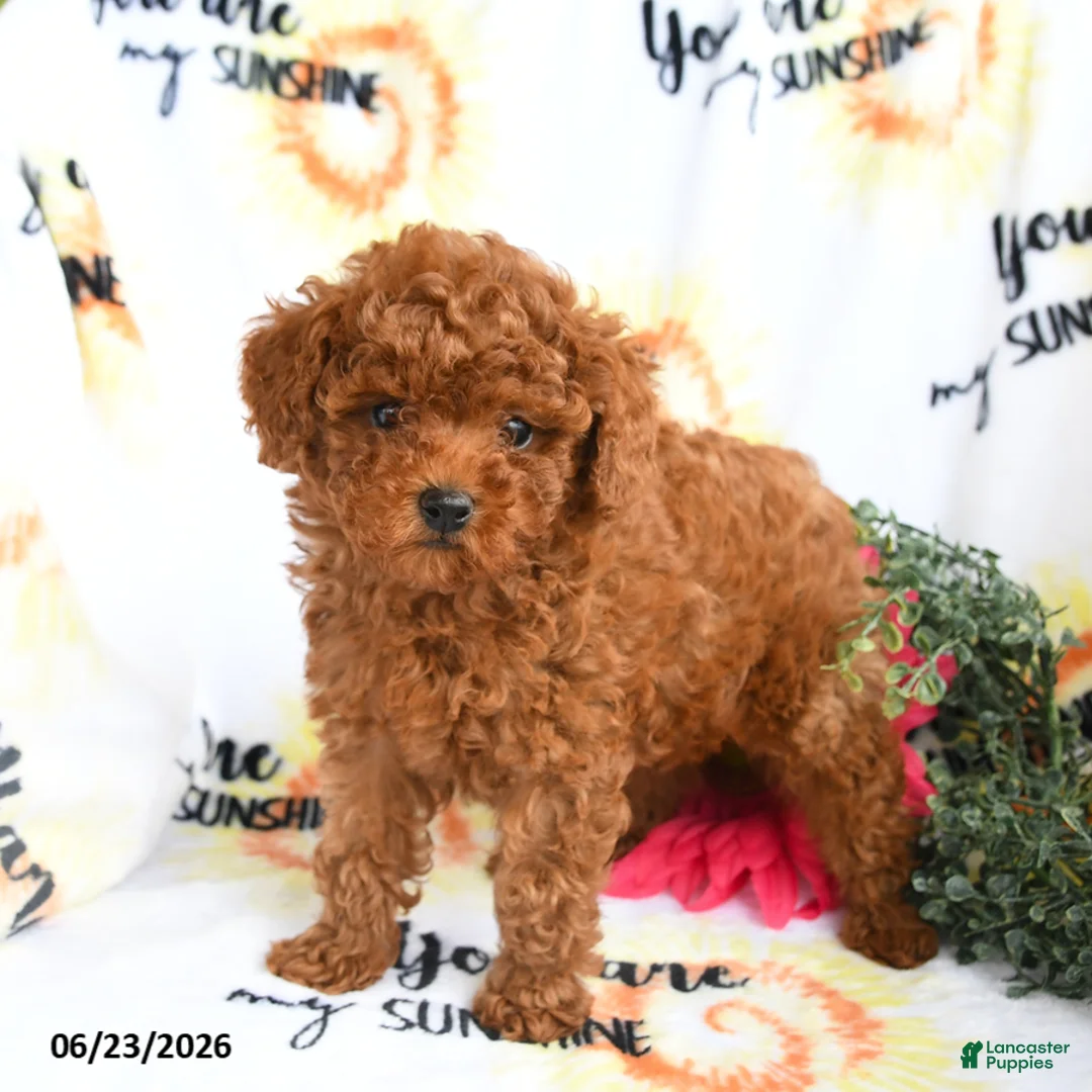 Toy Poodle dogs for sale: Carter - Ad 2