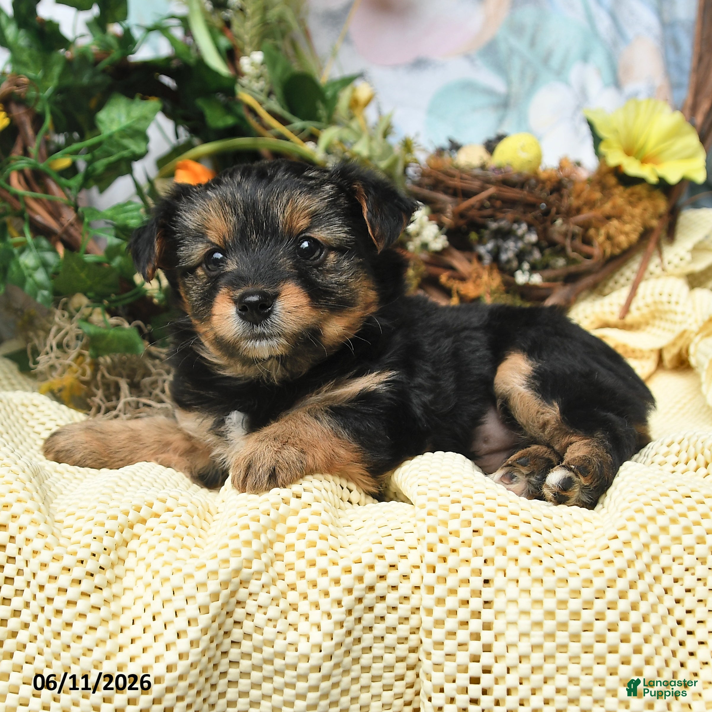 Yorkiepoo dogs Irene - Ad 2