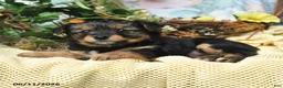 Yorkiepoo dogs for sale: Irene - Ad 2