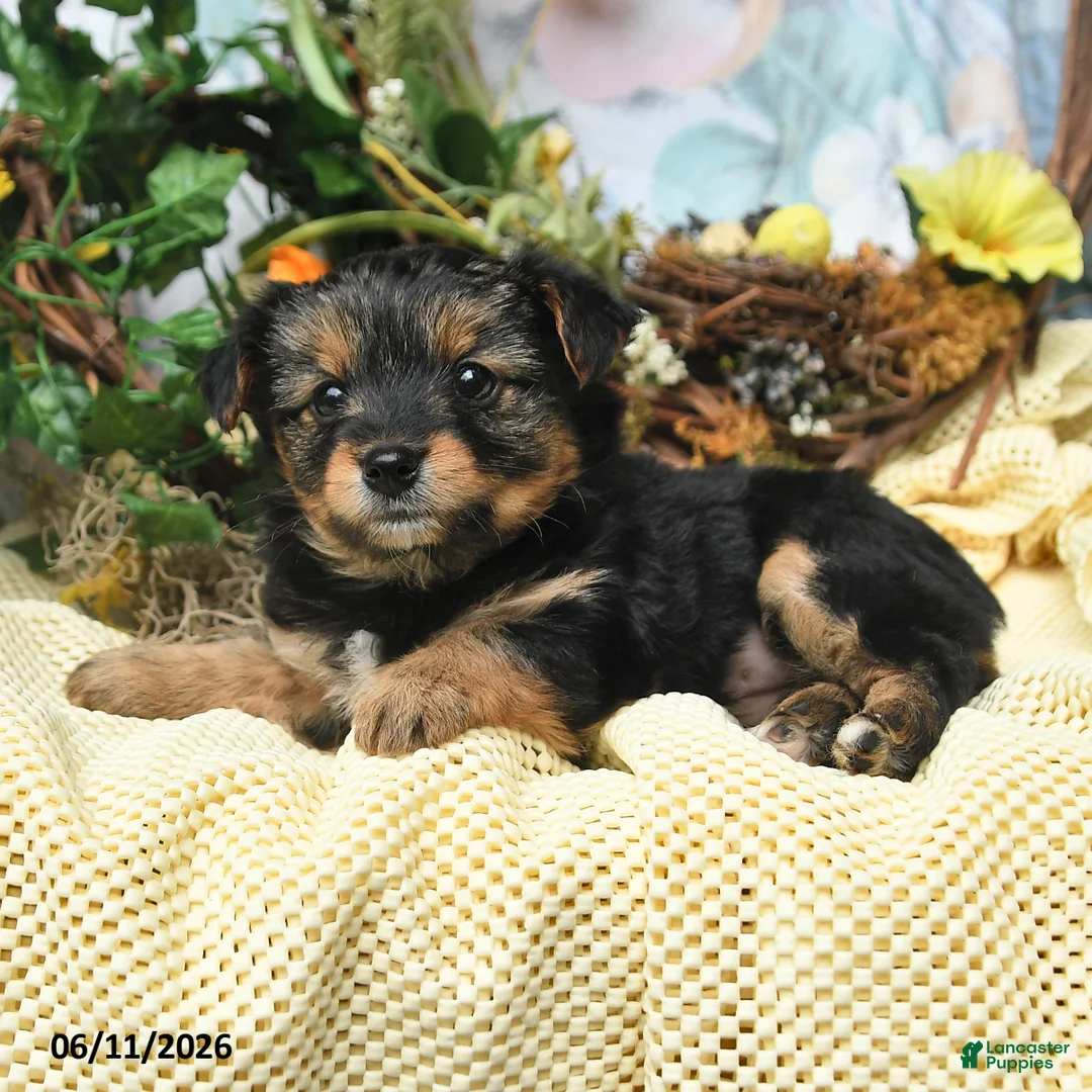Yorkiepoo dogs for sale: Irene - Ad 2
