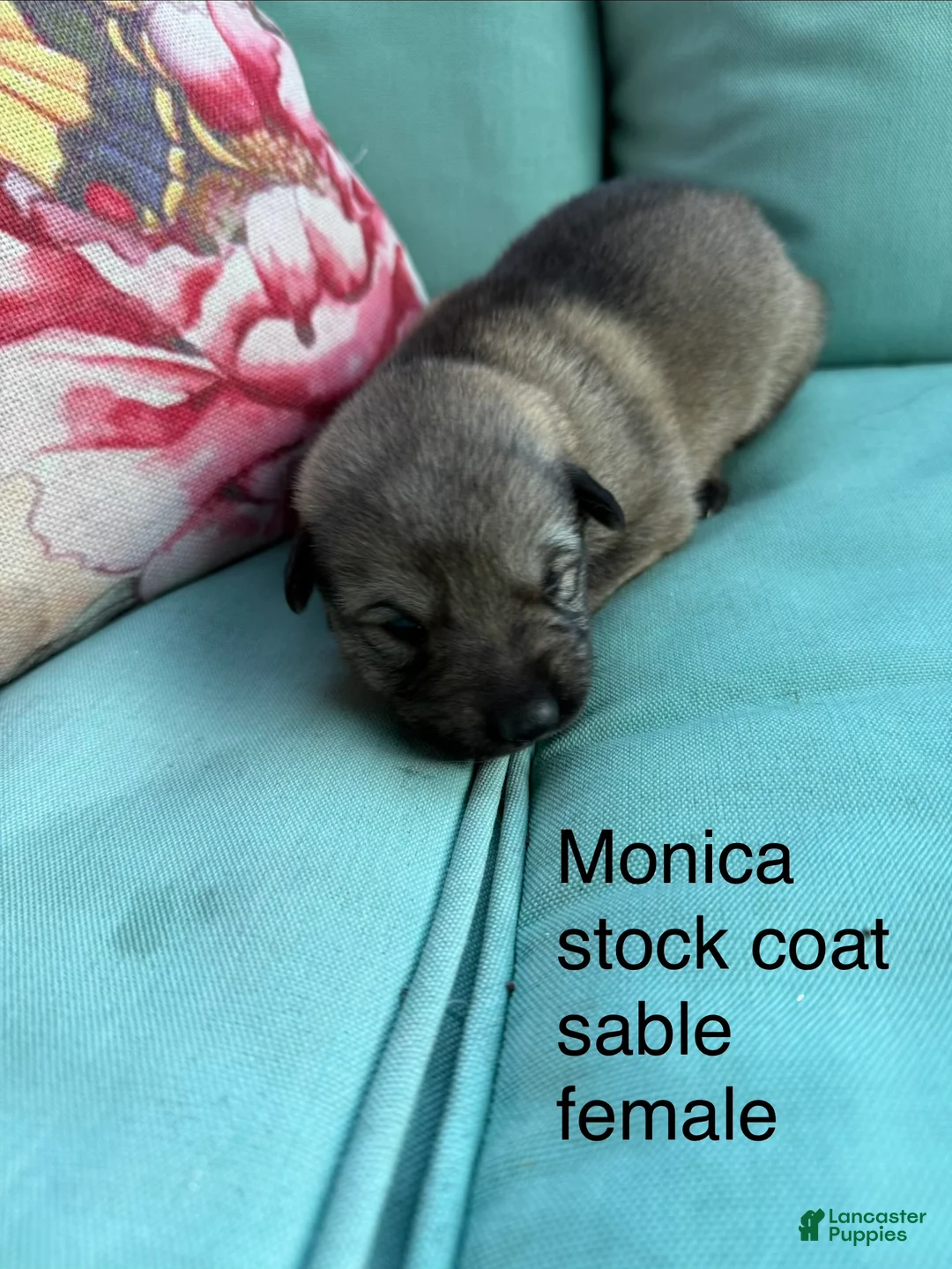 German Shepherd dogs for sale: German Shepherd 7 - Ad 2