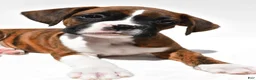 Boxer dogs for sale: Stan - Ad 4