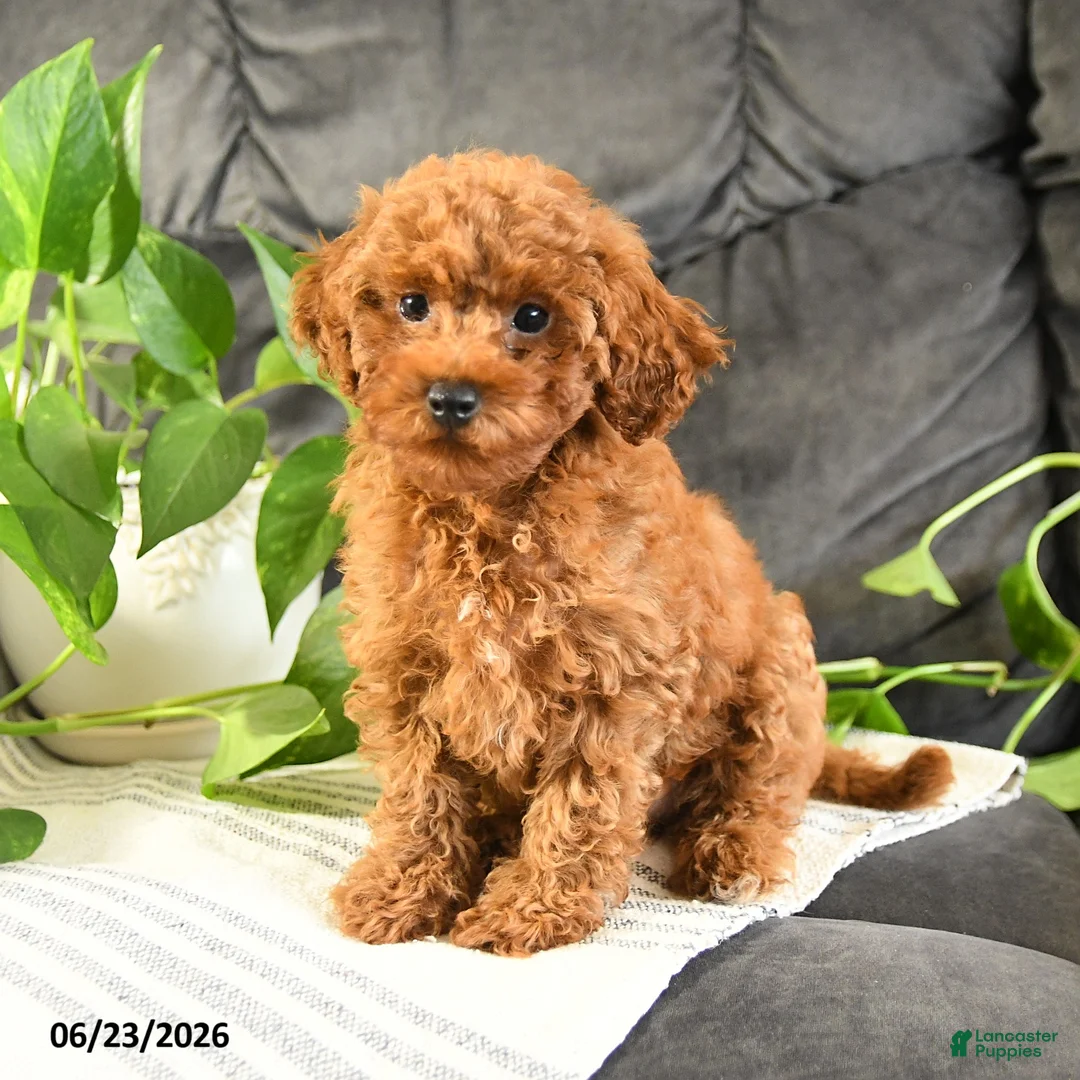 Cavapoo dogs for sale: Katie - Ad 2