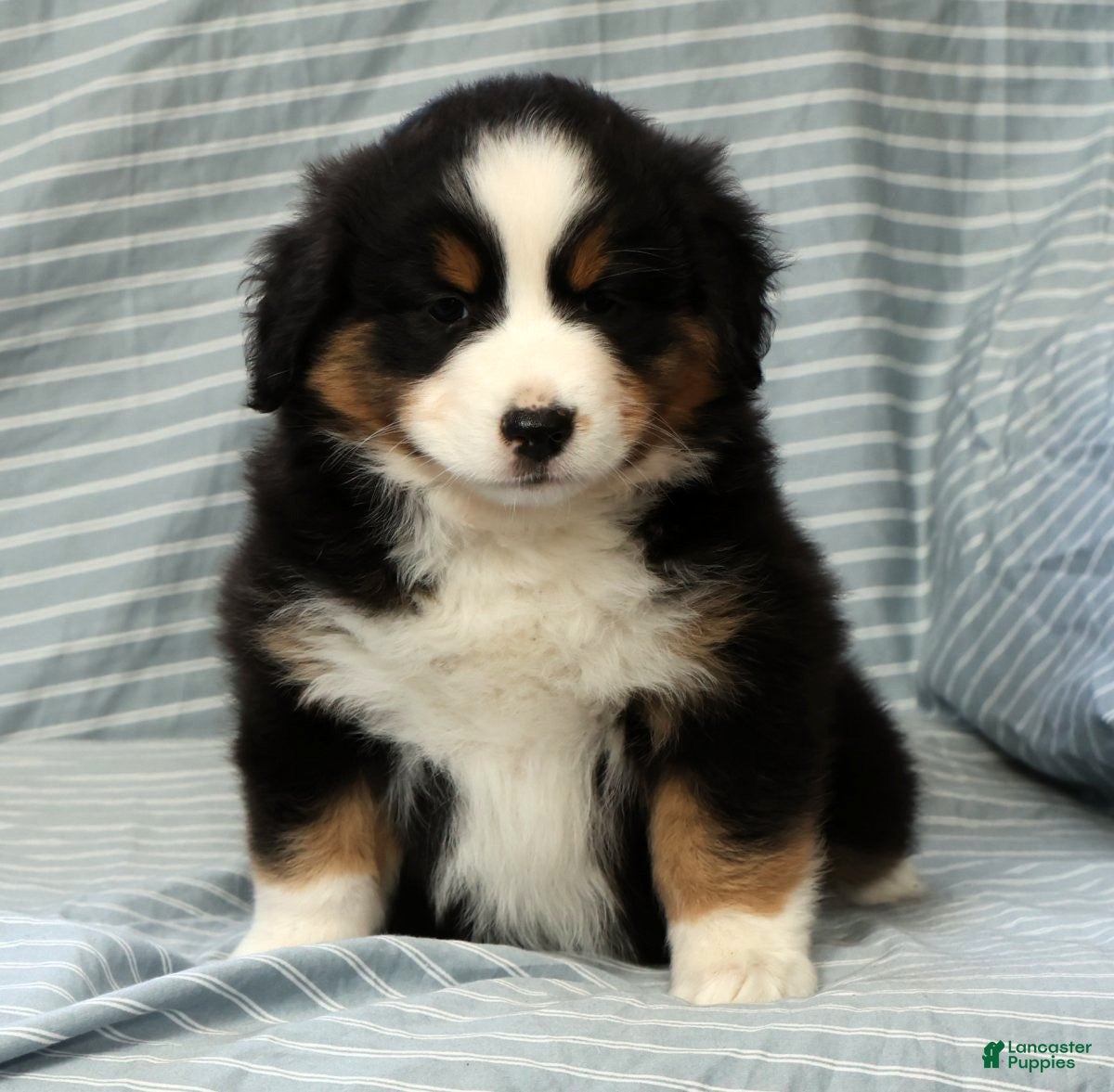 Australian Shepherd dogs for sale: June - Ad 9