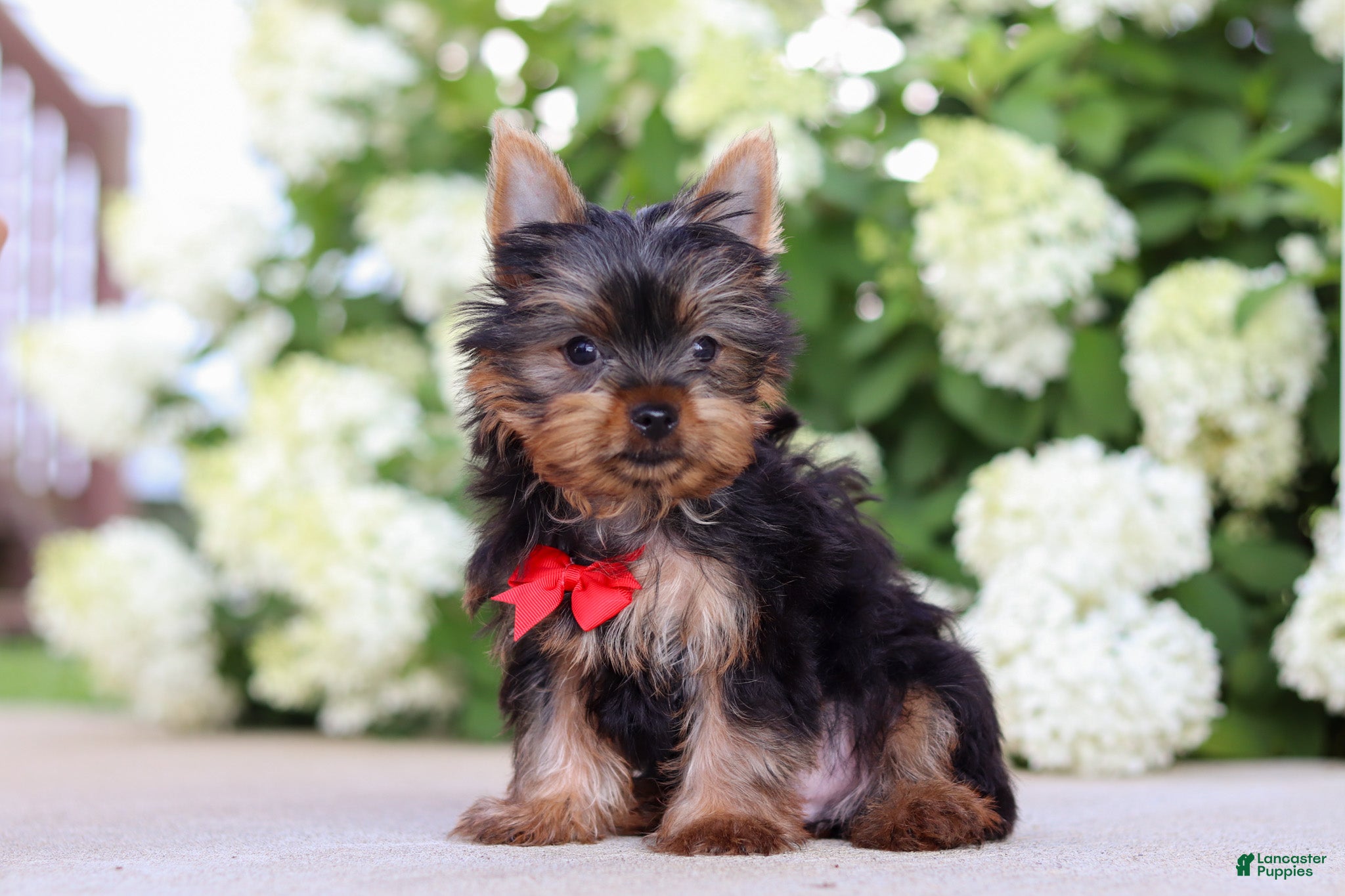 Yorkshire Terrier dogs Mitchell - Ad 2