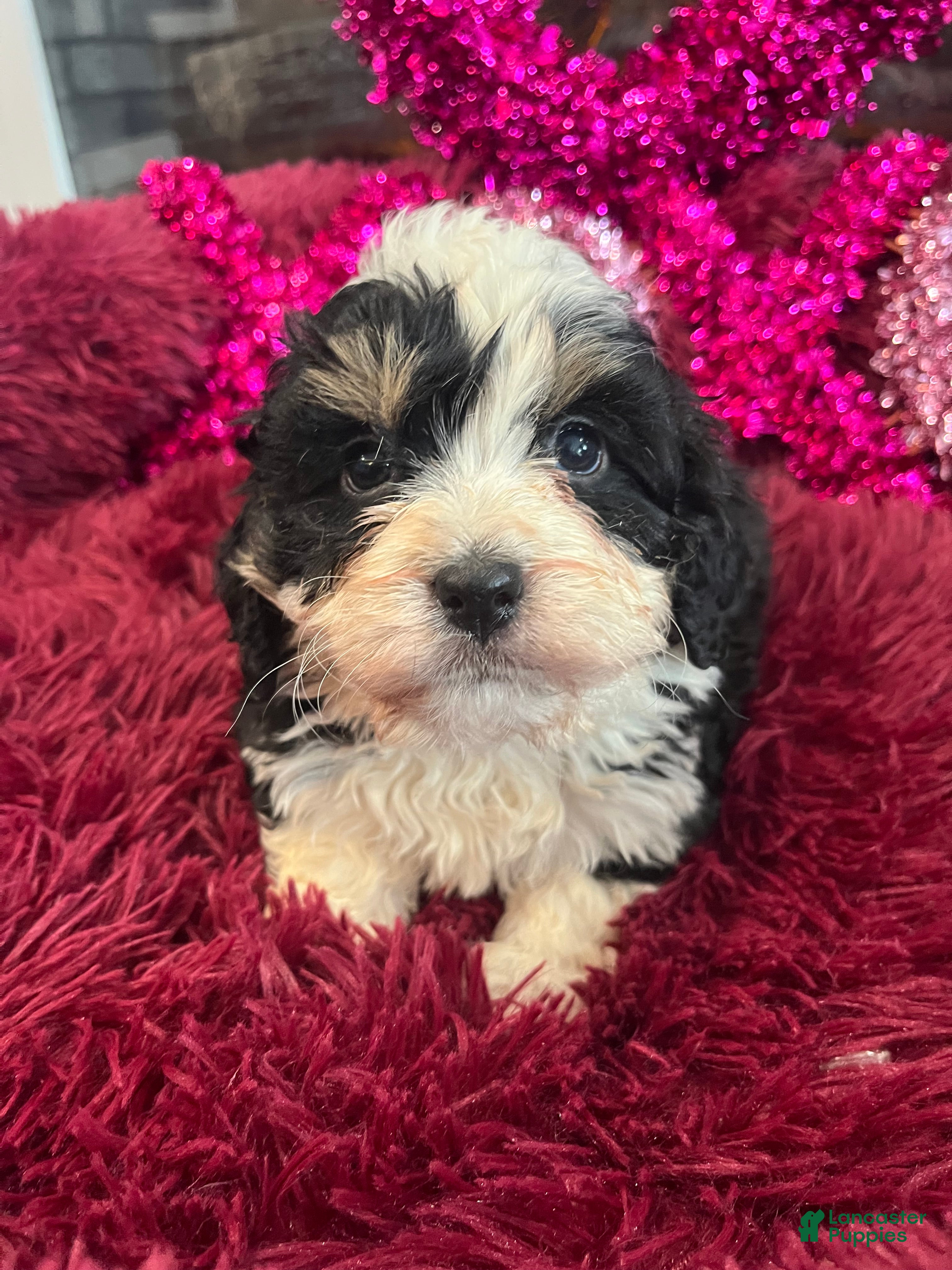 Mini Bernedoodle dogs Kahlua - Ad 2