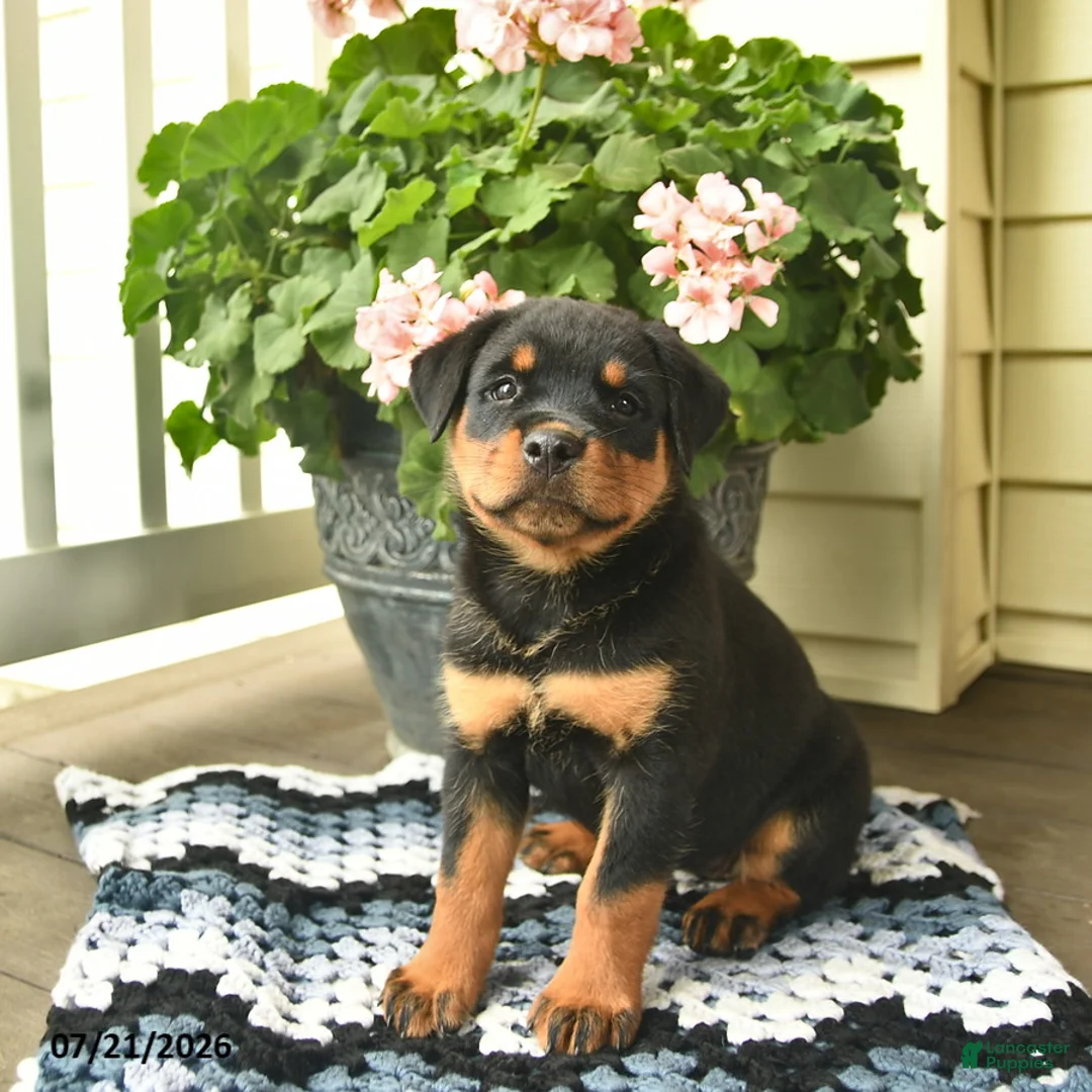 Rottweiler dogs for sale: Mercy  - Ad 1